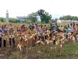 Panen Raya Jagung Hibrida di Bendungan: Wujud Nyata Ketahanan Pangan di Gunungkidul