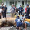 Kejaksaan Tinggi DIY Sembelih 5 Ekor Sapi di Hari Raya Idul Adha 1446 H dan Salurkan Daging kepada yang Membutuhkan