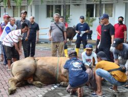 Kejaksaan Tinggi DIY Sembelih 5 Ekor Sapi di Hari Raya Idul Adha 1446 H dan Salurkan Daging kepada yang Membutuhkan