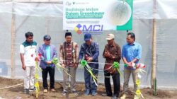 Gunungkidul Jadi Kota Wakaf, Program Budidaya Melon Panen Perdana di Siraman