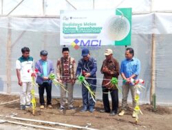 Gunungkidul Jadi Kota Wakaf, Program Budidaya Melon Panen Perdana di Siraman