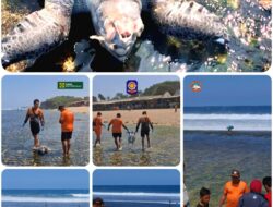 Dua Bangkai Penyu Ditemukan Membusuk di Pantai Sepanjang Gunungkidul, Diduga Terbawa Ombak