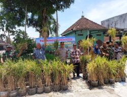Inovasi Sawah Rosok: Petani Genjahan Sulap Sampah Plastik Jadi Lahan Padi Produktif