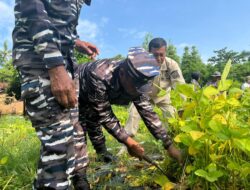 Lanal Yogyakarta Sulap Lahan Pasir Jadi Kebun Edamame, Dorong Swasembada Kedelai