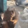 Beruk yang Sempat Resahkan Warga Gading Akhirnya Berhasil Ditangkap