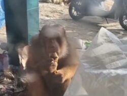 Beruk yang Sempat Resahkan Warga Gading Akhirnya Berhasil Ditangkap