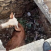 Sapi Milik Warga Kedungkeris Tercebur ke Bekas Septic Tank, Damkar Gunungkidul Bergerak Cepat Selamatkan Ternak