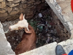 Sapi Milik Warga Kedungkeris Tercebur ke Bekas Septic Tank, Damkar Gunungkidul Bergerak Cepat Selamatkan Ternak