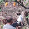 Perempuan Muda Asal Umbulrejo Ponjong Ditemukan Meninggal Dunia di Area Ladang