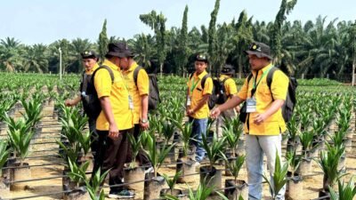 BPDP dan Kementan Latih 108 Pekebun Sawit Swadaya Sumut, Bidik Produktivitas dan Kualitas Kebun