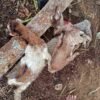 Mengerikan! 9 Kambing Ditemukan Mati Tercabik-cabik di Rongkop, Gunungkidul, Diduga Diserang Anjing Liar
