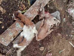 Mengerikan! 9 Kambing Ditemukan Mati Tercabik-cabik di Rongkop, Gunungkidul, Diduga Diserang Anjing Liar
